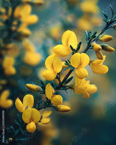 Close up of yellow broom flowers generated.AI