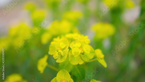 Closeup shot of Euphorbia cyparissias flower growing in the wild during the summer season as seen during Miyar Valley Trek in Lahaul, Himachal Pradesh, India. Cypress spurge flowers in the wild.