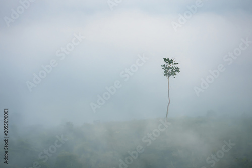 Lone Tree in Fog: A solitary tree stands tall amidst a thick blanket of fog, creating an atmospheric and serene natural landscape.