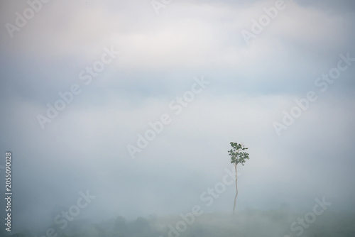 Fotografie Lone Tree in Fog: A solitary tree stands tall and slender, its silhouette barely visible amidst a dense, ethereal fog