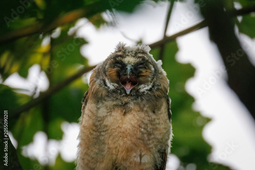 Canvas Print Macro wildlife shot of a juvenile long-eared owl fledgling calling with an open beak