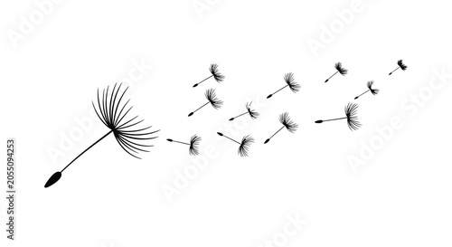 dandelion seed head silhouette black white background