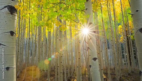 Sunlight streaming through a dense grove of golden aspen trees in a serene autumn forest