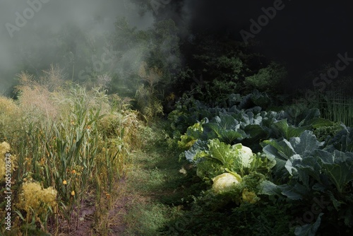 Split vegetable garden showing dry wilted crops on one side and lush cabbage beds on the other for environmental awareness poster and agricultural background