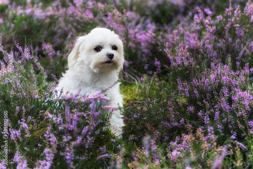 Malteser in der blühenden Heide
