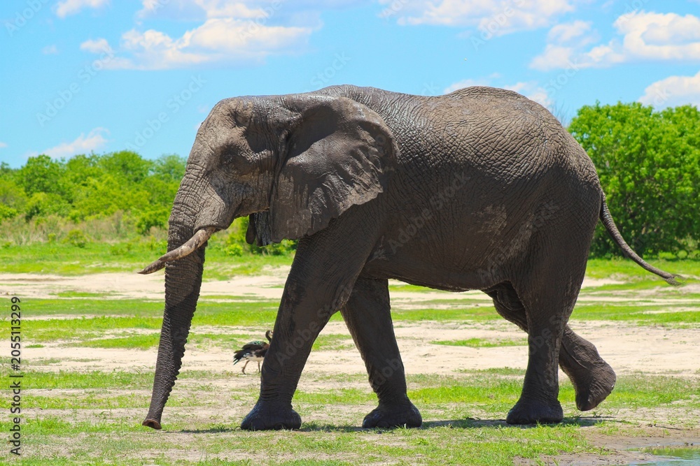 Fototapeta premium Close-Up of Elephants on a great day in Chobe National Park in Botswana