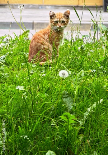 cat in the grass