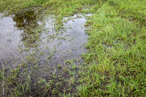 Fotografie Waterlogged Grassland After Prolonged Rainfall and Poor Drainage