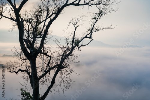 Silhouette of a bare tree against a misty dawn