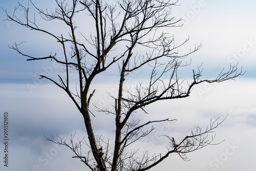 Bare Tree Silhouette Above the Clouds: A stark, leafless tree stands silhouetted against a hazy sky, its branches reaching outwards like skeletal fingers above a soft blanket of fog or clouds.