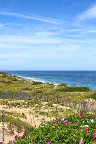 Beach roses bloom across sandy dunes overlooking the Atlantic Ocean at Cape Cod National Seashore. Protected coastal habitat and scenic New England shoreline.