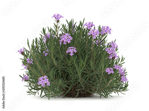 Vibrant purple flowers blooming on lush green foliage, showcasing natural beauty and botanical charm, professionally isolated on a crisp white background
