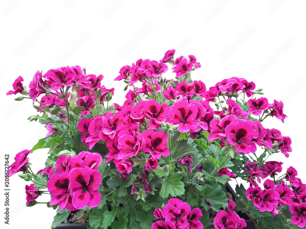 Obraz premium Summer azalea flowers. Regal pelargonium