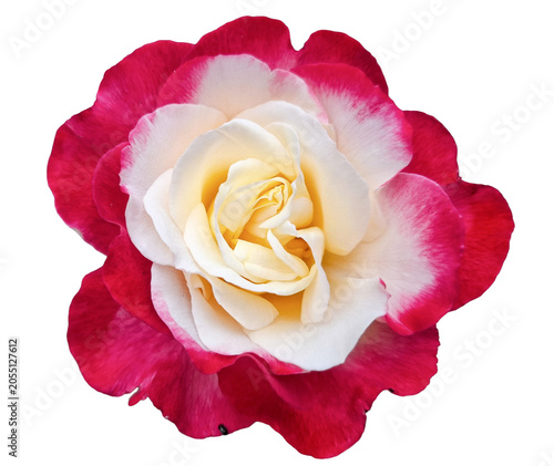Hybrid tea rose isolated on white