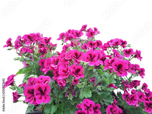 Summer azalea flowers. Regal pelargonium