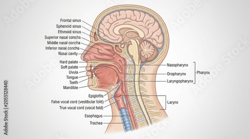 Anatomy diagram of human head and throat with labels illustration
