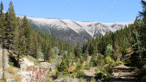 Принти на полотні Evergreen forest fills a mountain valley beneath towering limestone cliffs in the Big Snowy Mountains of Lewis and Clark National Forest, Montana