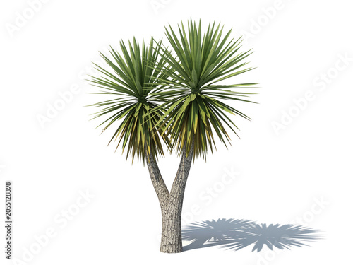 Isolated Yucca palm tree with double trunk and green spiky leaves on white background