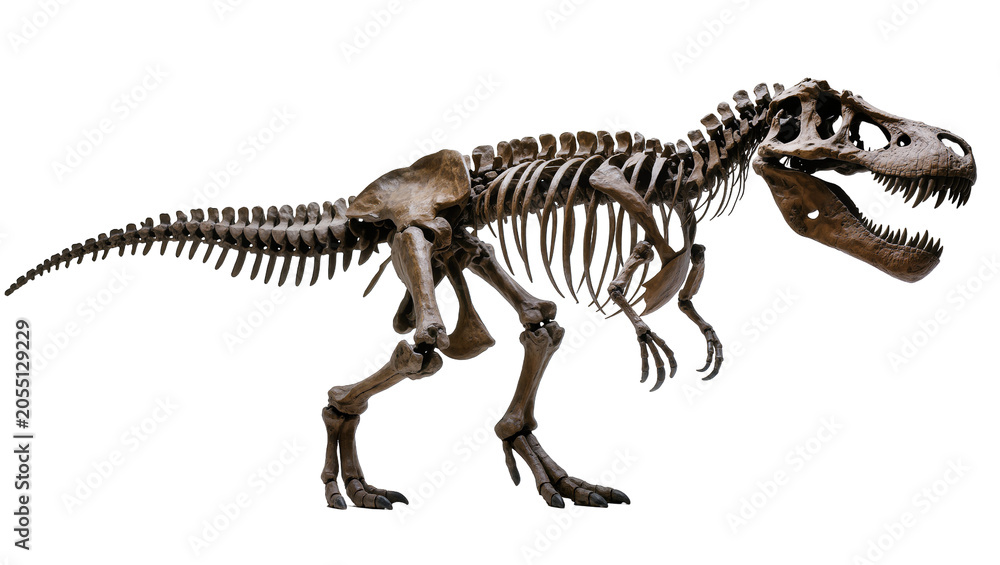 Fototapeta premium Isolated powerful Tyrannosaurus Rex skeleton, a formidable prehistoric dinosaur predator.