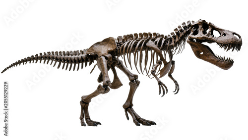 Foto Isolated powerful Tyrannosaurus Rex skeleton, a formidable prehistoric dinosaur predator