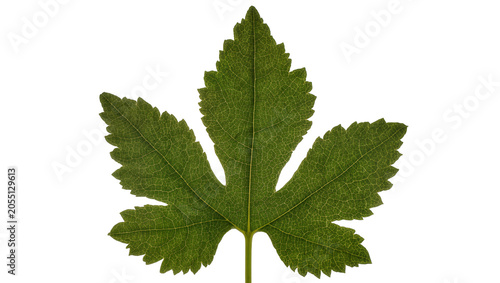 Obraz na plátně Isolated single fresh green leaf with prominent venation, natural texture, and d