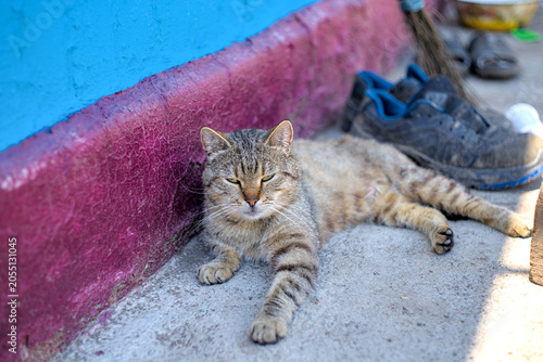 Tabby cat laying on the ground