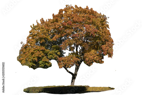 beautiful maple sycamore tree with colorful leaves on a sunny autumn day in the city, isolated object on transparent background, png