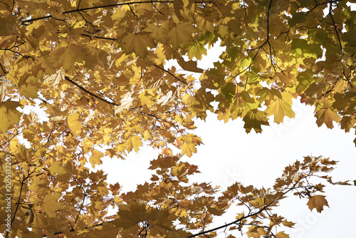 beautiful yellow autumn leaves against a clear blue sky, autumn tree, leaves in the sunlight, isolated object on transparent background, png