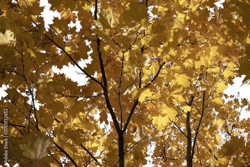 beautiful yellow autumn leaves against a clear blue sky, autumn tree, leaves in the sunlight, isolated object on transparent background, png