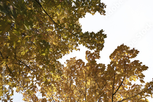 beautiful yellow autumn leaves against a clear blue sky, autumn tree, leaves in the sunlight, isolated object on transparent background, png