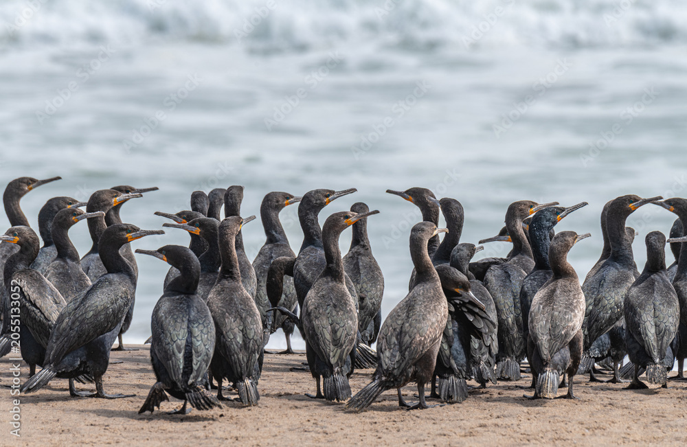 Fototapeta premium Cape cormorants on a beach south of Walvis Bay, Namib Desert, Namibia, Africa