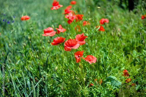 Bunch of red poppies on the field