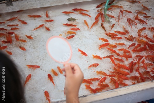 金魚すくいの夏祭り風景/Goldfish Scooping Festival