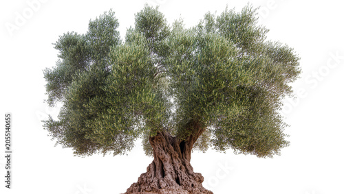 Foto Isolated ancient olive tree, characteristic gnarled trunk and lush green leaves