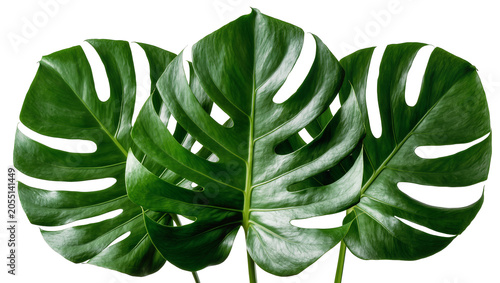 Billede på lærred Isolated vibrant green Monstera deliciosa leaves with natural splits and holes,
