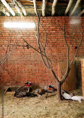 Bild auf Leinwand Mixed rare pheasant breeds, including Reeves, Lady Amherst, and Yellow Golden, inside an indoor agricultural aviculture facility with tree branches and straw bedding