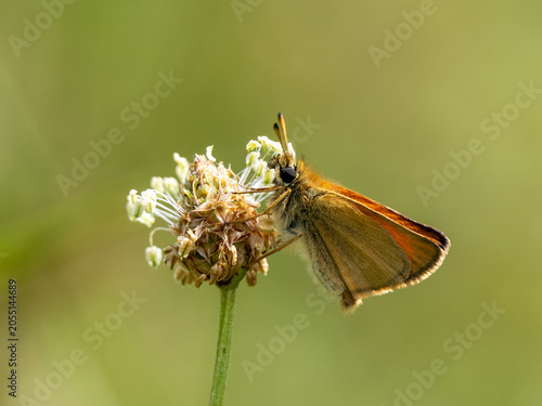 фотографія Essex Skipper Resting on a Flower Head