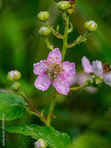 Принти на полотні pink cherry bloss