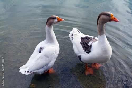 Obraz na płótnie Two domestic geese standing in shallow water near the shore