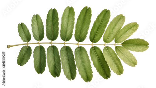 Fotografija Isolated fresh green compound leaf with multiple pinnate leaflets, natural botan
