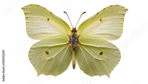Quadro su tela Isolated bright yellow-green brimstone butterfly, a delicate and vibrant insect specimen