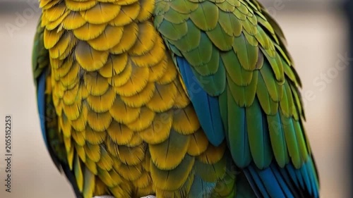 Close-up of a colorful macaw parrot's vibrant yellow, green, and blue feathers.