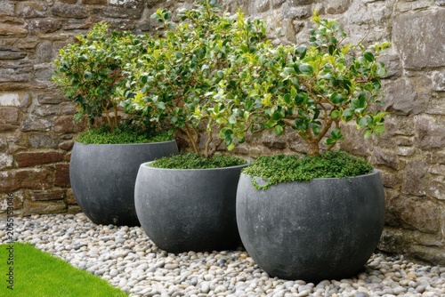 Green plants in round gray pots placed against a stone wall with small pebbles on the ground near a grassy area during daylight hours in a garden