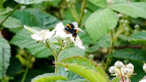 A buff-tailed bumblebee, with its fuzzy black body marked by a warm yellow band and pale, creamy-white tail, moves steadily among pale bramble blossoms, hovering briefly before landing