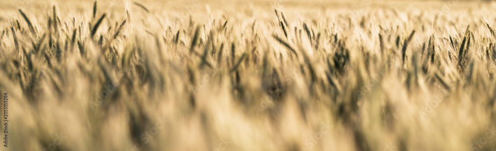 Fototapeta premium Soft Golden Barley Field Panoramic Background