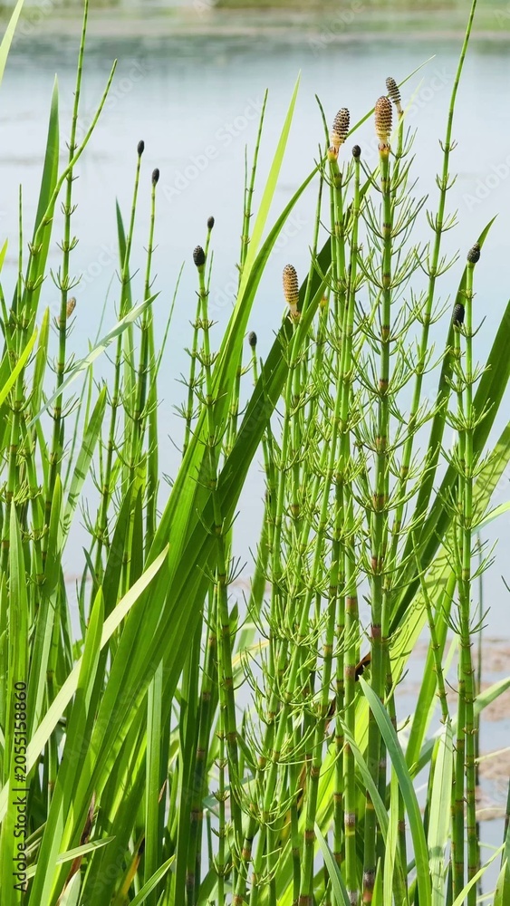 Obraz premium Horsetail plants with slender green stems beside a tranquil water surface in summer