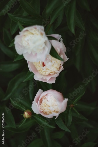 peonies
