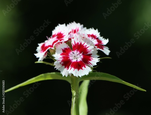 Fotografie Dianthus barbatus (sweet William) blooming in a garden