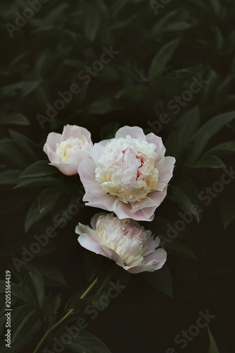 peonies