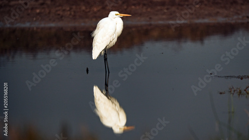 Photography Great Egret Standing in Shallow Wetland Water at Gujarat India Wildlife Bird Pho